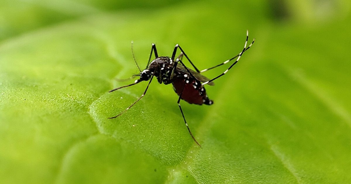ڈینگی پھیلانے والا ایڈیز مچھر — dengue cases pakistan october 2026 nih