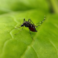 ڈینگی پھیلانے والا ایڈیز مچھر — dengue cases pakistan october 2026 nih