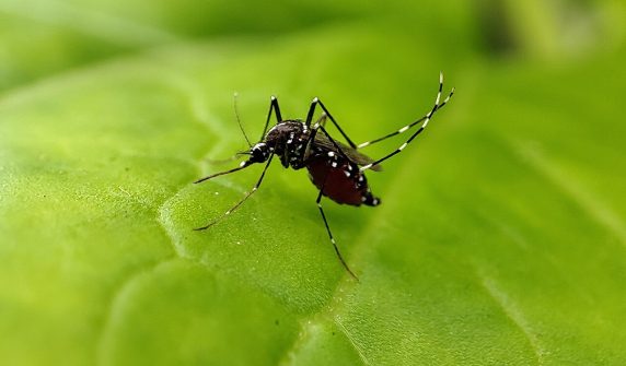 ڈینگی پھیلانے والا ایڈیز مچھر — dengue cases pakistan october 2026 nih