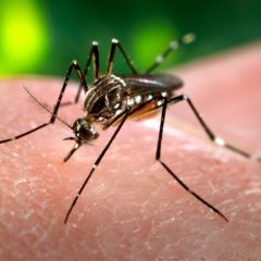 Dengue KP surge: ڈینگی پھیلانے والا ایڈیز ایجپٹی مچھر