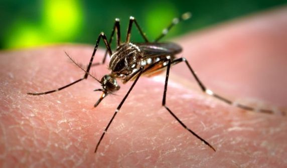Dengue KP surge: ڈینگی پھیلانے والا ایڈیز ایجپٹی مچھر