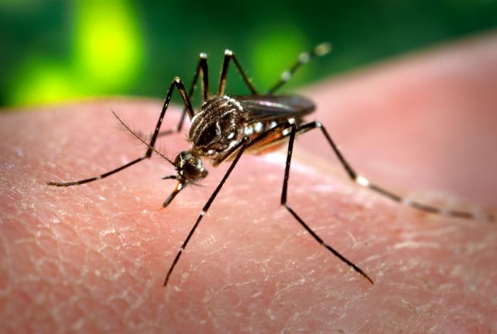 Dengue KP surge: ڈینگی پھیلانے والا ایڈیز ایجپٹی مچھر