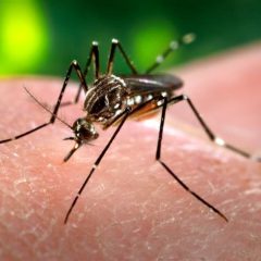 ایڈیز ایجپٹی مچھر — dengue cases pakistan میں اضافے کی وجہ ڈینگی وائرس پھیلانے والا مچھر