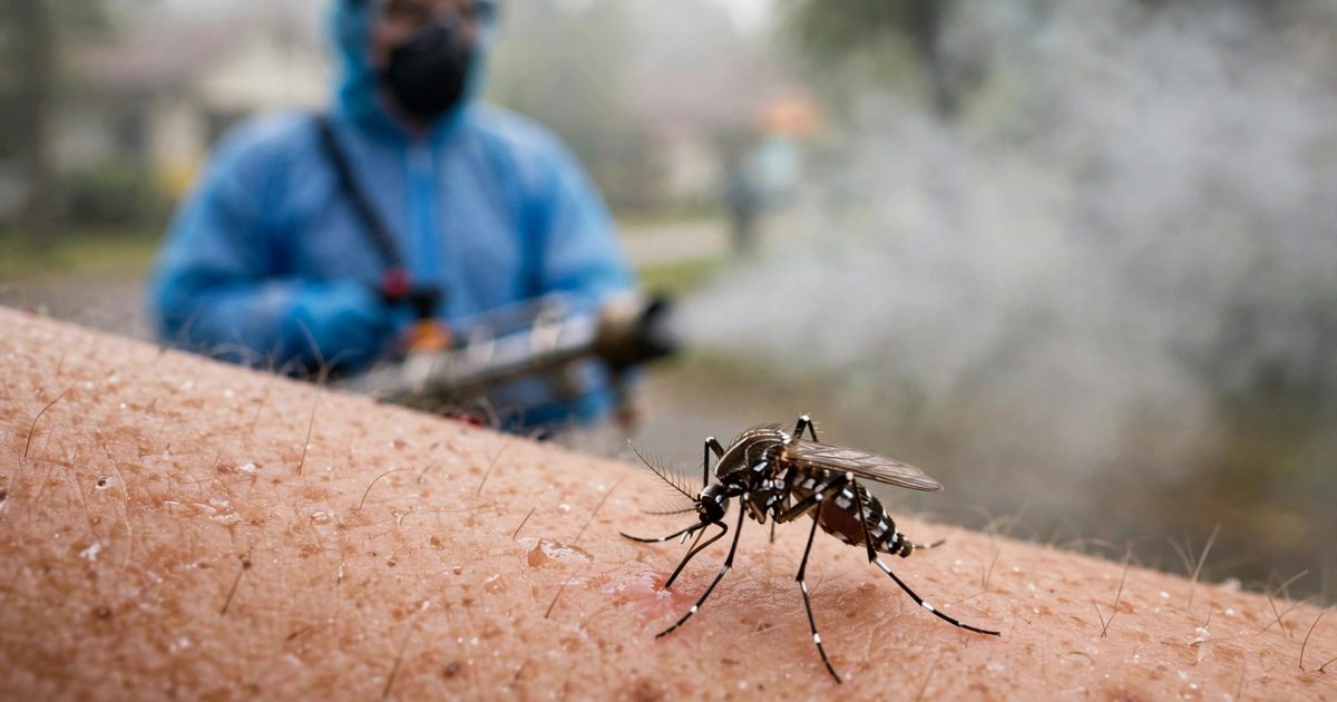 dengue cases rawalpindi — راولپنڈی میں ڈینگی کے کیسز اور حفاظتی اقدامات
