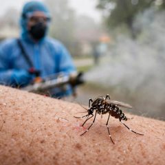 dengue cases rawalpindi — راولپنڈی میں ڈینگی کے کیسز اور حفاظتی اقدامات